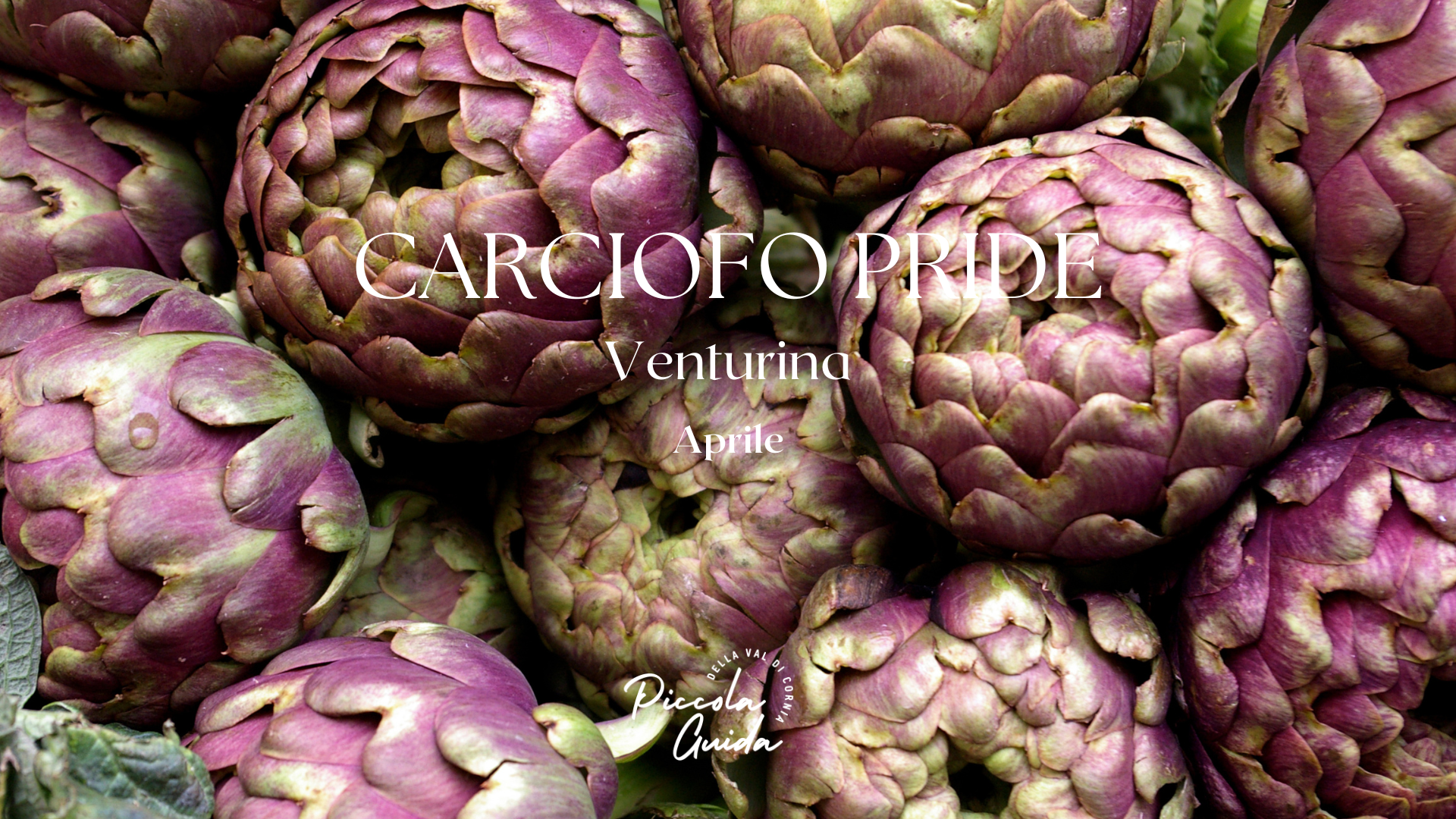 carciofo pride a venturina