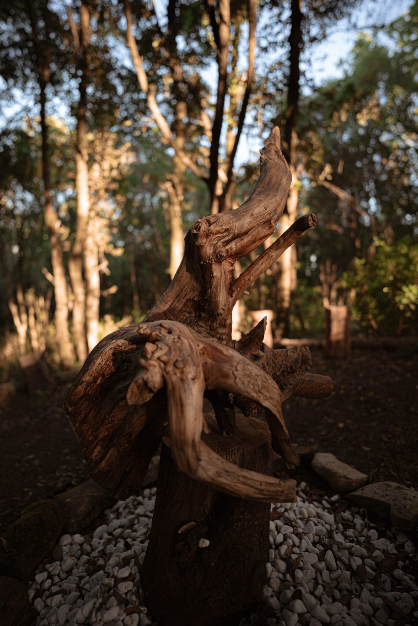 Scultura in legno naturale al tramonto nel bosco - percorso arte e natura La Gualda Vecchia