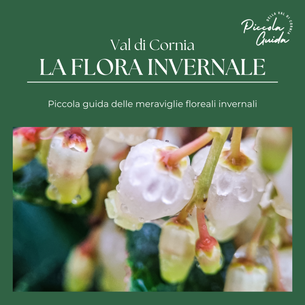 La Gualda Vecchia - podere tra Piombino e Cecina