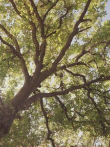 Forest bathing fare bagno di foresta 1 - La Gualda Vecchia, podere toscano